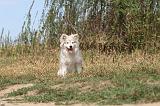 CHIEN FINNOIS DE LAPONIE 253